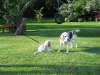 The old and the new - young Abbey (Craigmount Touch of Gold) with 15 year old Merlin (Cachalot Magician)
