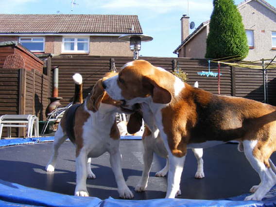 Trampoline wrestling