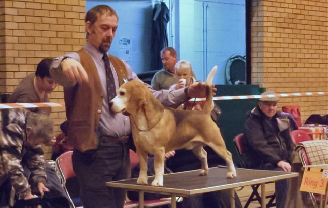 Tyne,-Wear,-and-Tees-Hound-