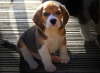 brupup2012-opt