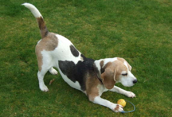 cleo-and-her-beloved-ball