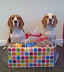 db_phoebe_and_brooke_hamper1