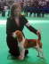 db_rhum_crufts_20121