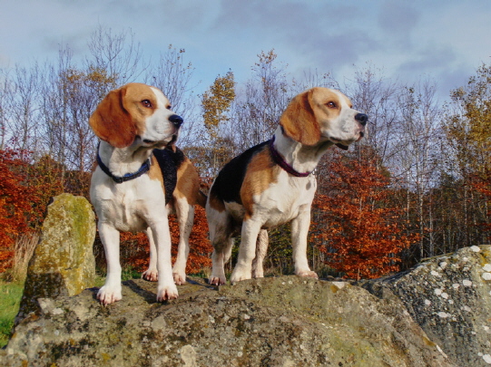 db_suzanne-mcgiffens-beagles1