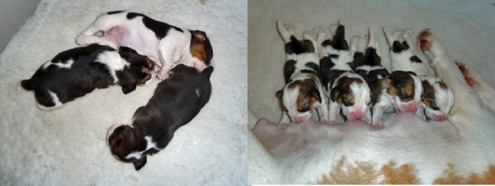 double rhico pups