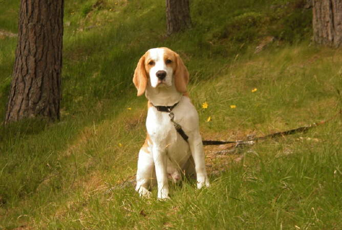 finmorlan-alfie-full