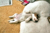 laid back patti