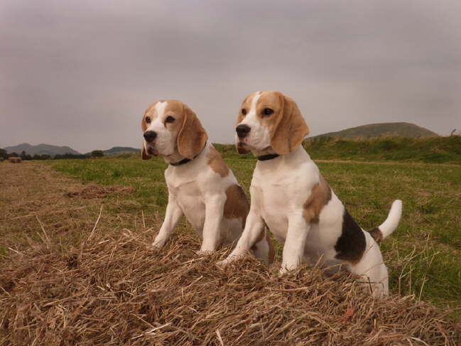 potm-oct-2012-rosie-flora