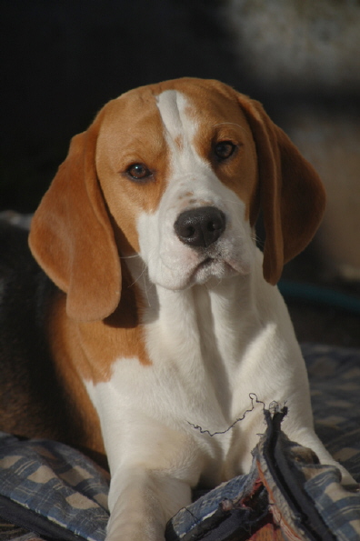 scarlett0312opt
